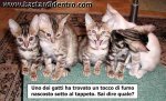 gattofumato.jpg