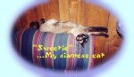 sweetie...my siamese.jpg