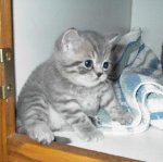cat 1.jpg