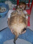 cat 2.jpg