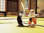 crouching kittens.jpg