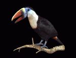 toucan-b.gif