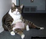 fatcat2.JPG