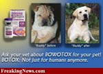 Bowowtox.jpg