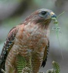bird.jpg