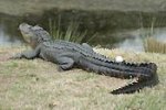 gator-005042105.jpg