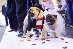 pugwedding.png.jpg