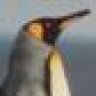 patagonicus